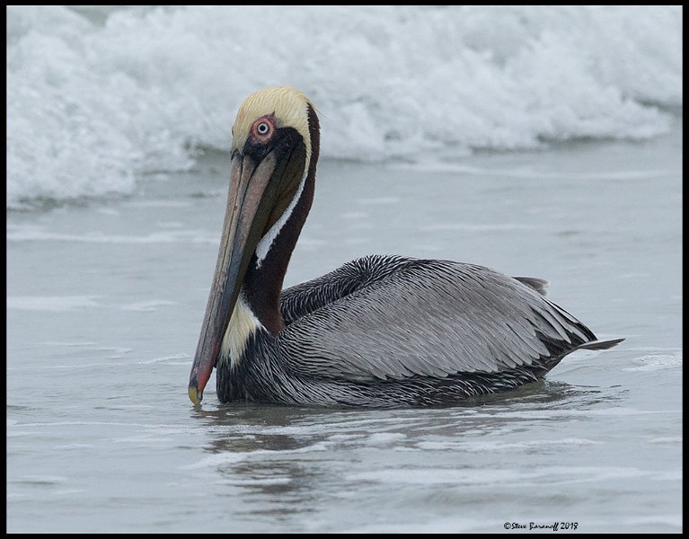 _8SB8502 brown pelican.jpg